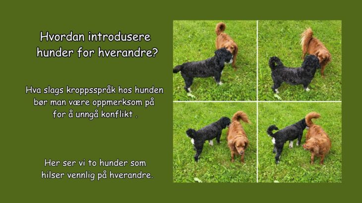 Bildet viser kroppspråk til to hunder som hilser vennlig på hverandre.